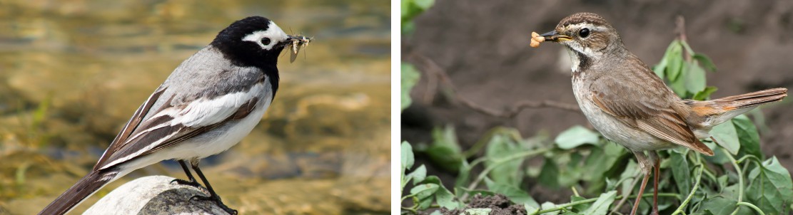 Imagen aves insectivoras