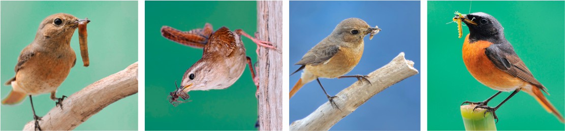 imagen aves insectivoras
